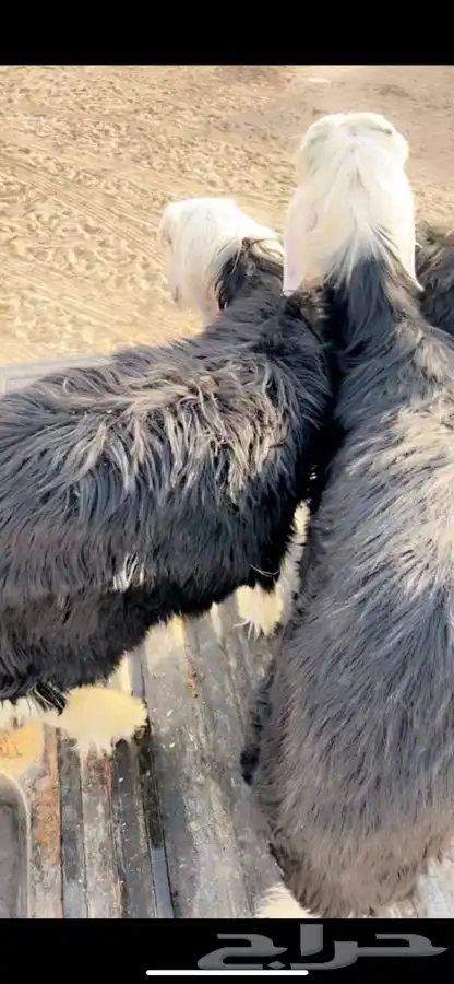 خرفان نجد وحري تيوس مندي 1