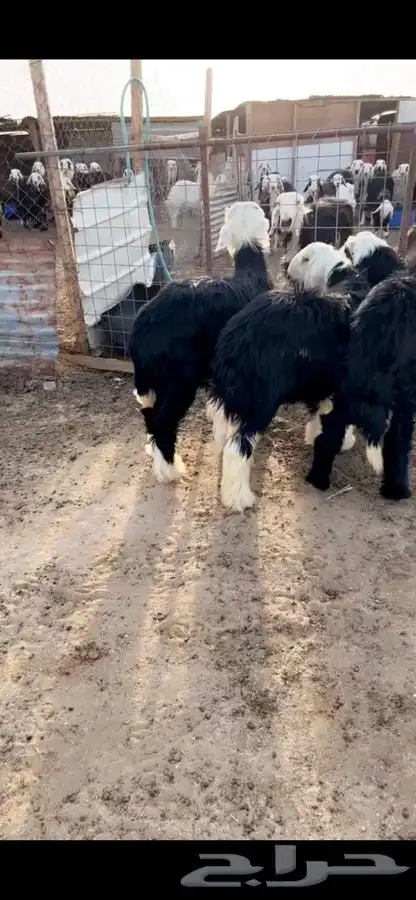 خرفان نجد وحري تيوس مندي 0