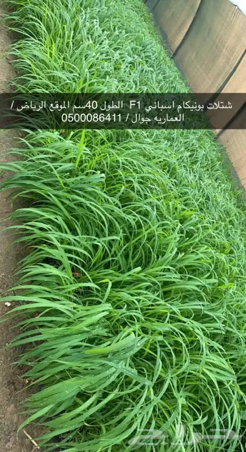 شتلات بونيكام إسباني بومباسا F1 2