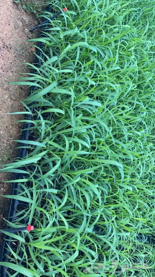 شتلات بونيكام إسباني بومباسا F1 4