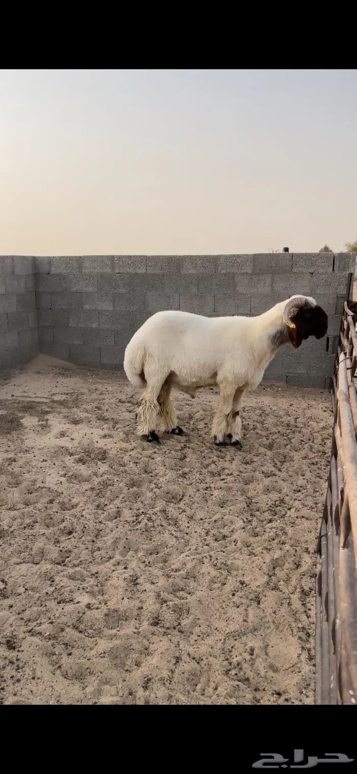 فحل نعيمي جذع خصم صنف فاخر رس وزين 2