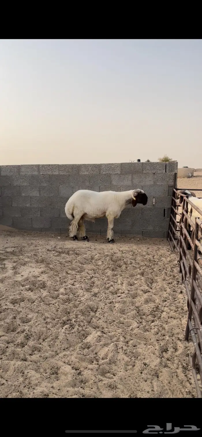 فحل نعيمي جذع خصم صنف فاخر رس وزين 3