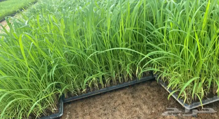 شتلات بونيكام إسباني بومباسا F1 3