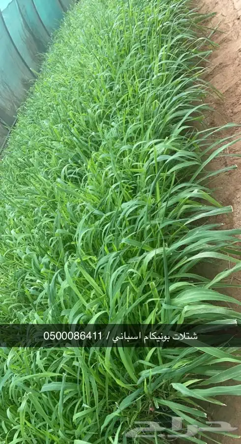 شتلات بونيكام إسباني بومباسا F1 5