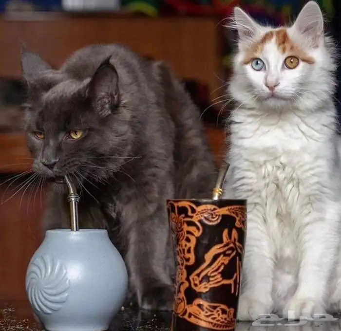 اخد منكم سمع هالمشروب الرهيب 2