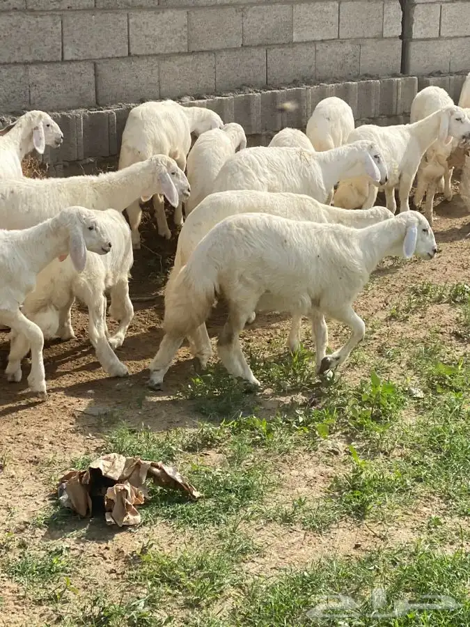 ذبايح مع السلخ والتوصيل في الجنوب 0