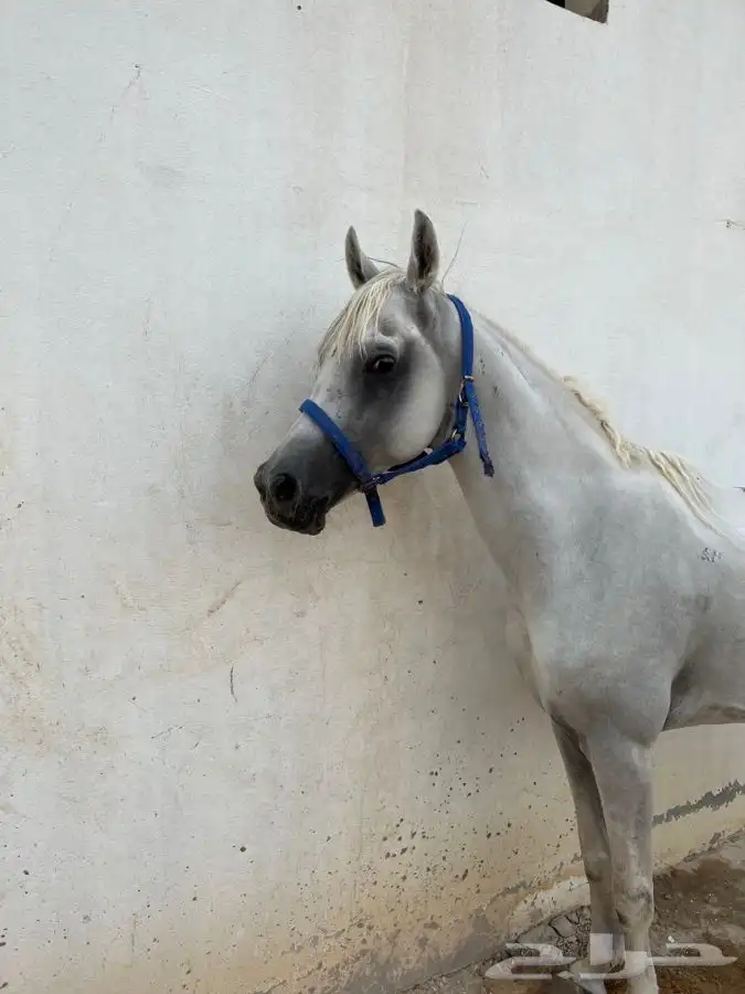 تدريب على ركوب الخيل 8
