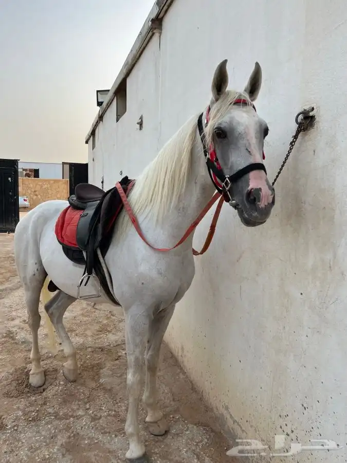 خيول وجمال وسيسي للإيجار  10