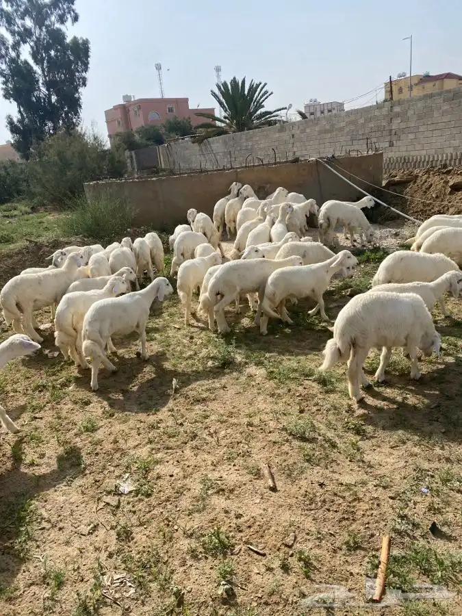 ذبايح مع السلخ والتوصيل في الجنوب 1