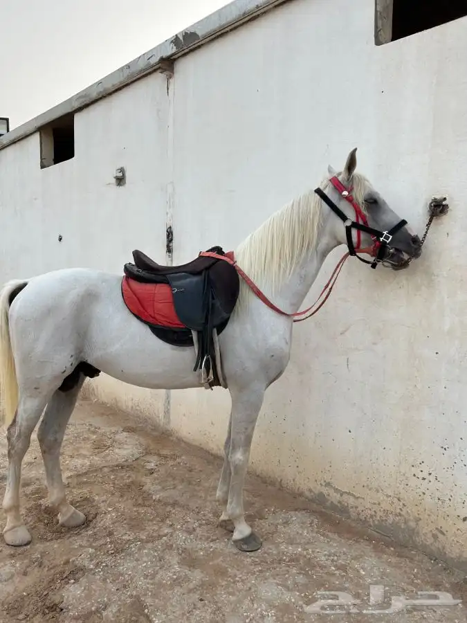 خيول وجمال وسيسي للإيجار  12