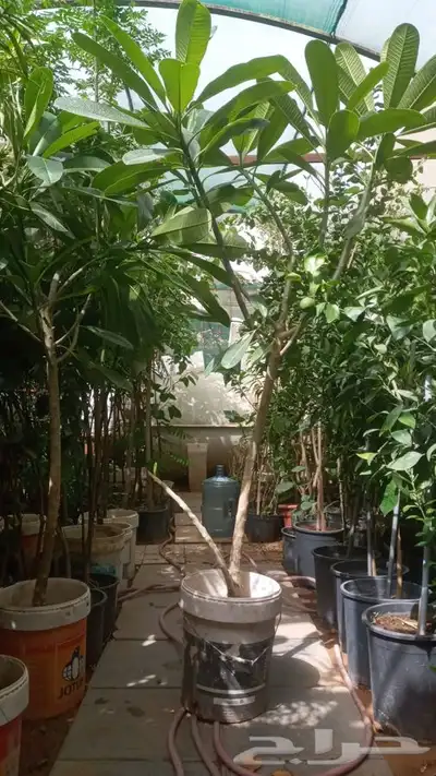 مشتل وتنسيق حدائق الرياض ابو ريان 3