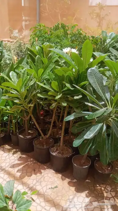 مشتل وتنسيق حدائق الرياض ابو ريان 4