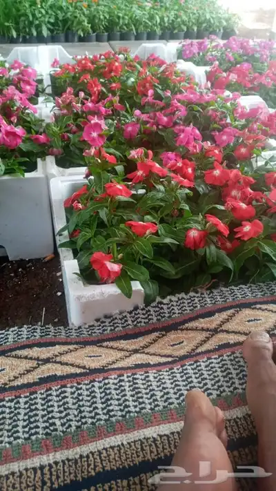 مشتل وتنسيق حدائق الرياض ابو ريان 28
