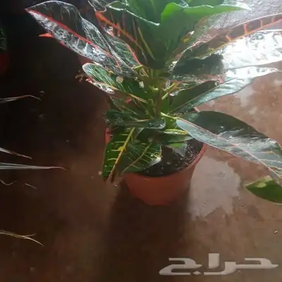 مشتل وتنسيق حدائق الرياض ابو ريان 6