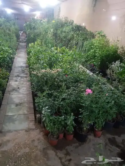 مشتل وتنسيق حدائق الرياض ابو ريان 12