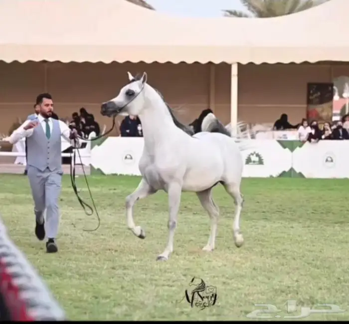 إيواء خيل بسعر مناسب 0