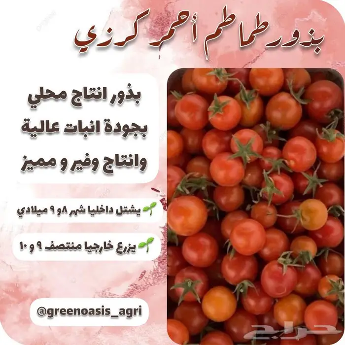 بذور طماطم متوارثة اصناف مميزة 0