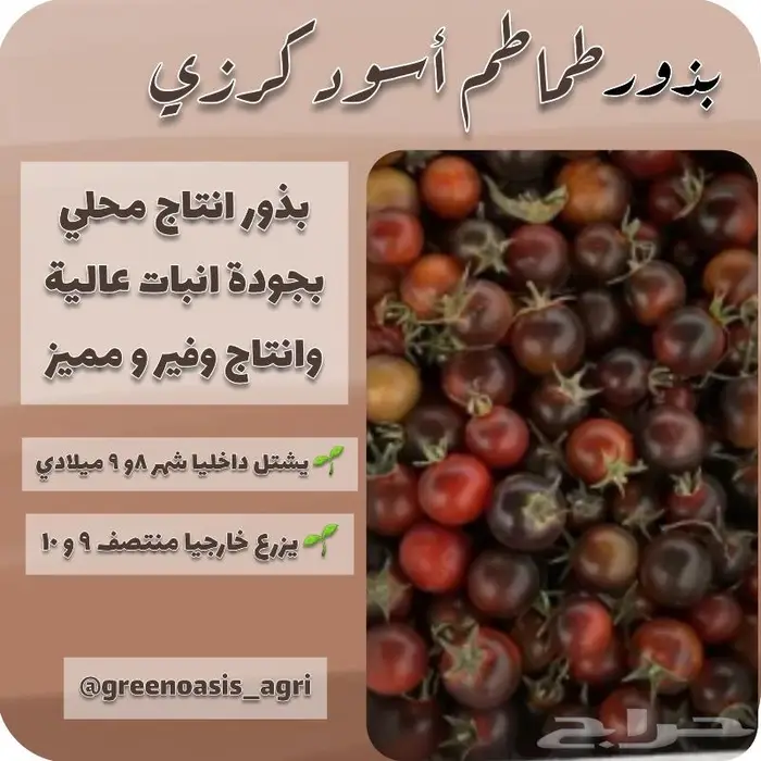 بذور طماطم متوارثة اصناف مميزة 1