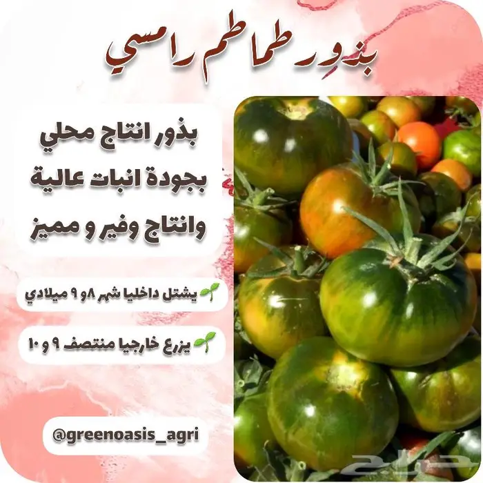 بذور طماطم متوارثة اصناف مميزة 2