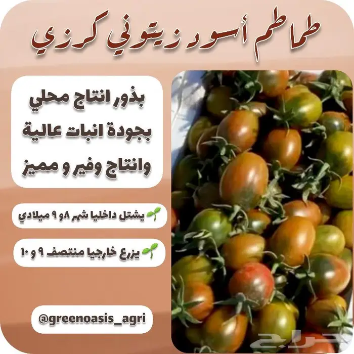 بذور طماطم متوارثة اصناف مميزة 3