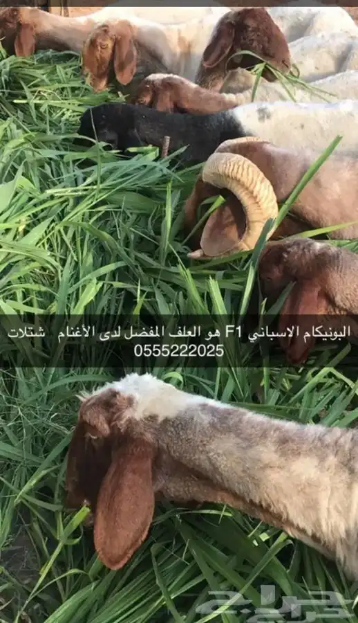 شتلات بونيكام إسباني بومباسا F1 6