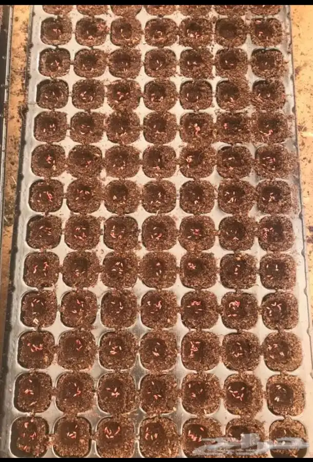 شتلات بونيكام إسباني بومباسا F1 7