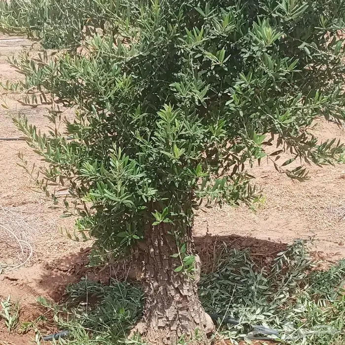 أشجار الزيتون المعمر 2