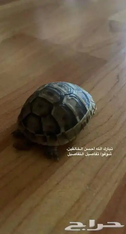 سلاحف متوفر تمارا 5