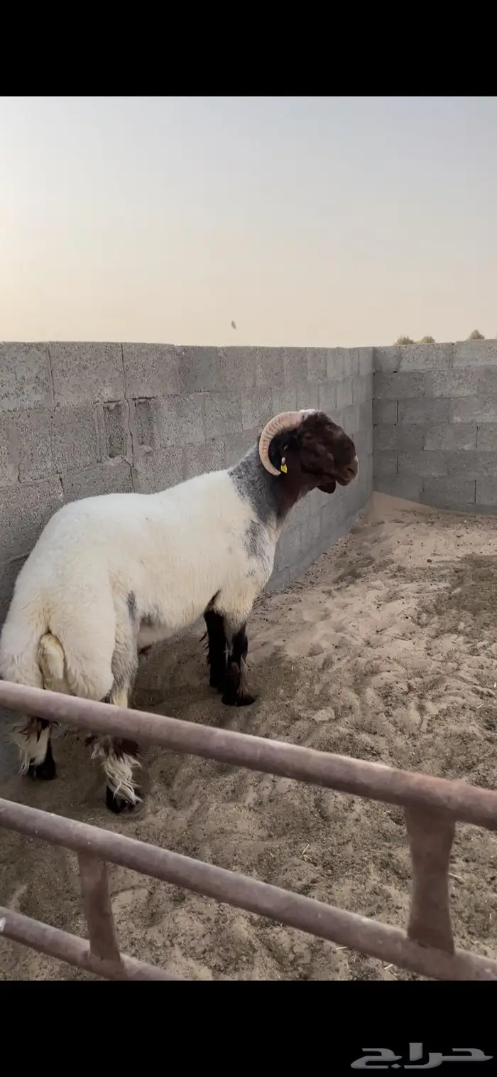 فحل غنم نعيمي جذع صنف ادبس 0