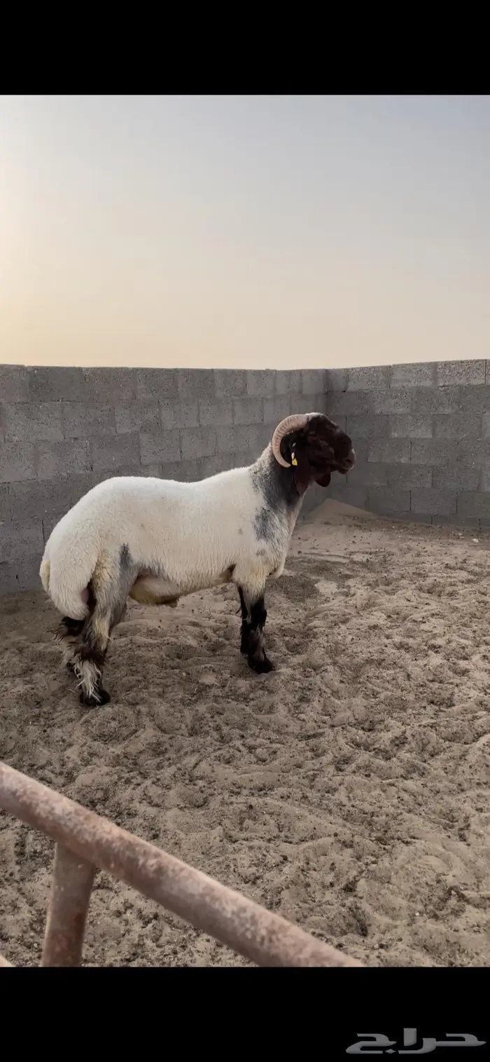 فحل غنم نعيمي جذع صنف ادبس 1