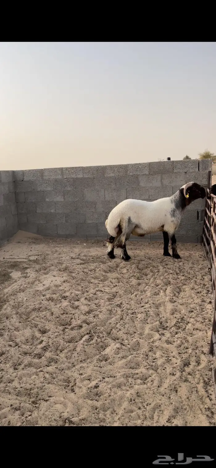 فحل غنم نعيمي جذع صنف ادبس 2