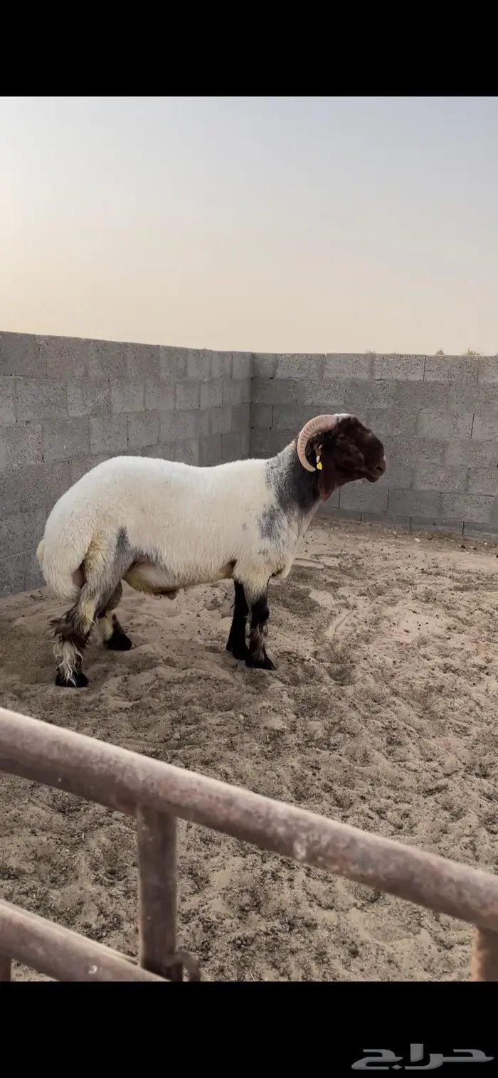 فحل غنم نعيمي جذع صنف ادبس 3