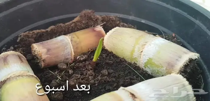 عقل بذور قصب سكر زراعه مزرعه خضره حدائق مشتل نبات نباتات 8