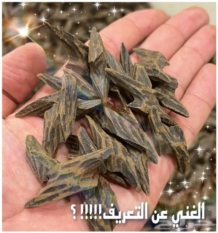 فرصة عرض على عود كمبودي تايقر 2