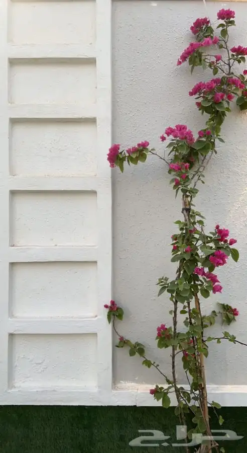 شالية ((SANTORINI ) ديراب 50