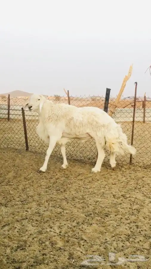 عروض الحريات رقم 1 حلال ابو حمدان الحبابي 0