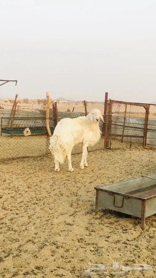 عروض الحريات رقم 1 حلال ابو حمدان الحبابي 1