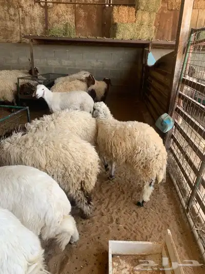 ذبايح نعيمي نجدي حري تيوس يوجد ذبح توصيل 2