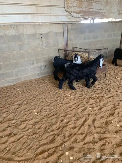 ذبايح نعيمي نجدي حري تيوس يوجد ذبح توصيل 4