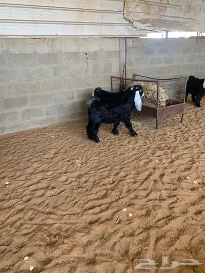 ذبايح نعيمي نجدي حري تيوس يوجد ذبح توصيل 3