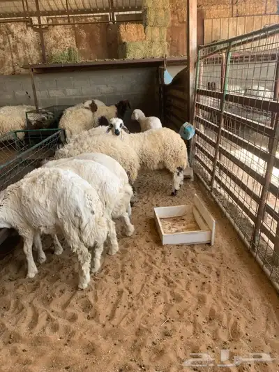 ذبايح نعيمي نجدي حري تيوس يوجد ذبح توصيل 0