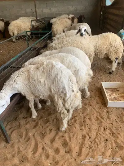 ذبايح نعيمي نجدي حري تيوس يوجد ذبح توصيل 1