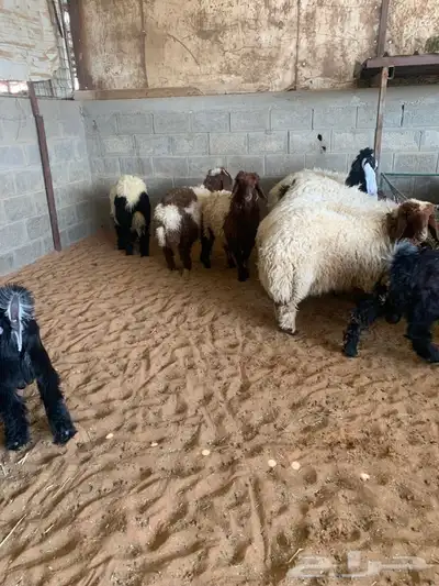 ذبايح نعيمي نجدي حري تيوس يوجد ذبح توصيل 5