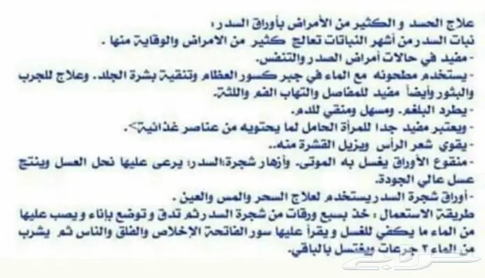 ورق شجر السدر نبق كنار عضوي بلدي طازج طازج قطف حسب الطلب 2
