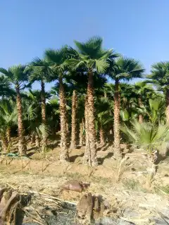 يوجد لدينا نخل واشنطني 4