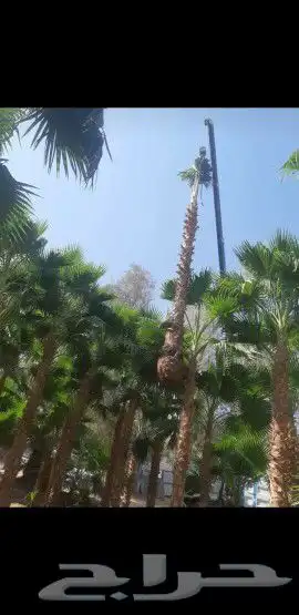 يوجد لدينا نخل واشنطني 1