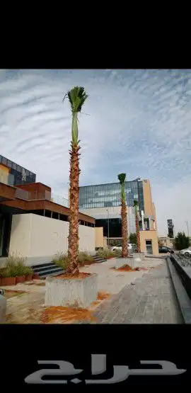 يوجد لدينا نخل واشنطني 3