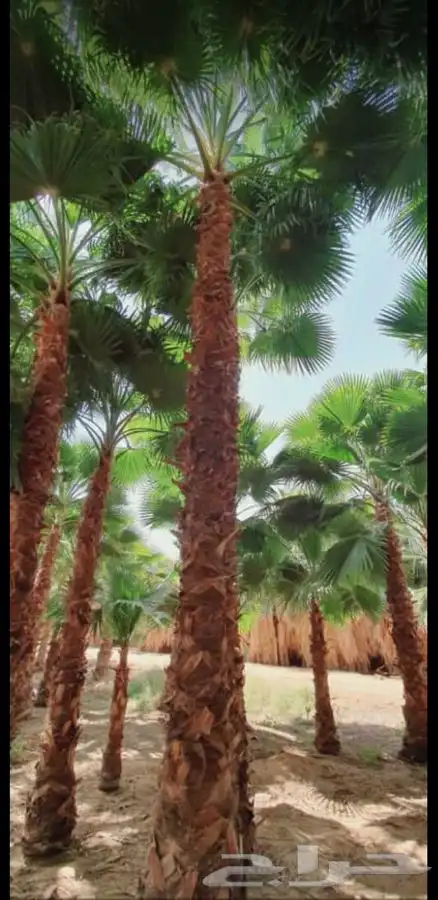 يوجد لدينا نخل واشنطني 0
