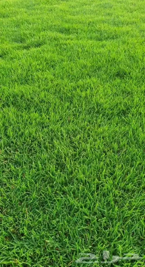 ثيل عشب طبيعي مضمون مياه ابار 0