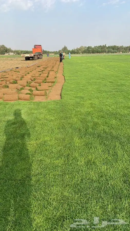 ثيل عشب طبيعي مضمون مياه ابار 4